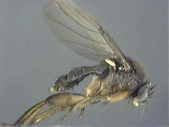 Megaselia 2